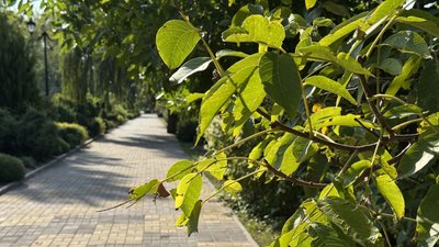 Алея у парку, горіхове листя, погода 17 вересня