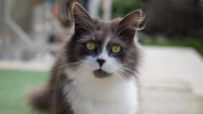 У Житомирі впродовж п'яти днів безкоштовно стерилізуватимуть та вакцинуватимуть безпритульних кішок