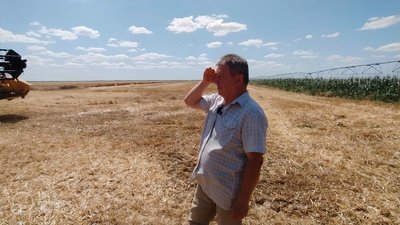 Зернові та зернобобові культури. На Миколаївщині триває жнива Зернові та зернобобові культури. На Миколаївщині триває жнива