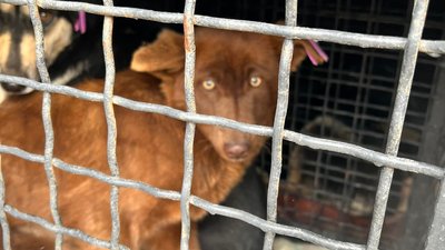 З одеського притулку до Німеччини евакують 30 тварин З одеського притулку до Німеччини евакують 30 тварин