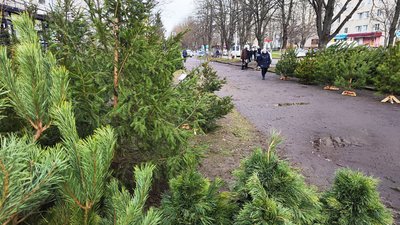 Сосни і ялинки в Луцьку