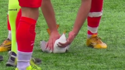 Футболіст врятував чайку