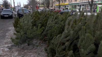 Від 100 до 500: ялинки та сосни у Чернігові цьогоріч здорожчали
