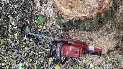 На Полтавщині на чоловіка впало дерево: він загинув