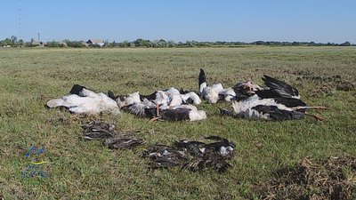 Вижив лише сліпий лелека Робінзон. На Одещині через негоду загинули понад 300 птахів Вижив лише сліпий лелека Робінзон. На Одещині через негоду загинули понад 300 птахів