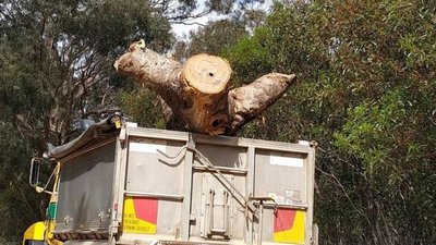 Зрубане дерево Зрубане дерево