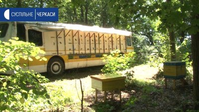 Гірке життя: бджолярі Черкащини скаржаться на дефіцит меду
