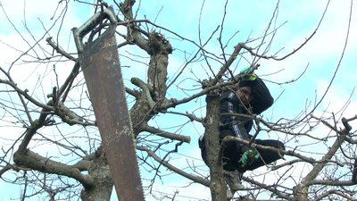 "Це м’яка і крихка порода": як у Вінниці обрізають дерева