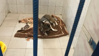 Притулок для тварин Одеса