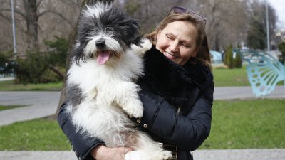 Хто вони – одіси з Одеси. Історія першої та єдиної української декоративної породи собак Хто вони – одіси з Одеси. Історія першої та єдиної української декоративної породи собак