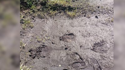 Офіційно виявляли понад 90 років тому: на Чернігівщині знайшли сліди бурого ведмедя Офіційно виявляли понад 90 років тому: на Чернігівщині знайшли сліди бурого ведмедя