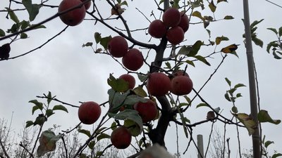 Коробочкине, яблуневий сад Коробочкине, яблуневий сад