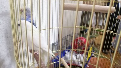 На Тернопільщині відкрили кімнату природи в краєзнавчому музеї