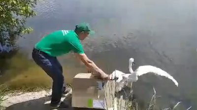 На Бурштинське водосховище випустили лебедів, які були на реабілітації
