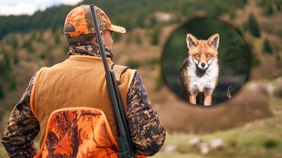 Відстріл хижаків на Чернігівщині: коли та в яких громадах