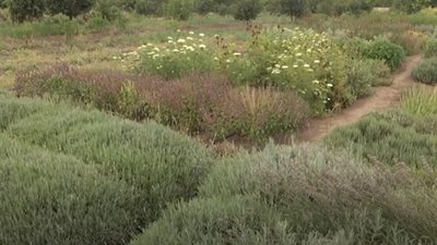 На Херсонщині вирощують унікальні види лікарських рослин На Херсонщині вирощують унікальні види лікарських рослин