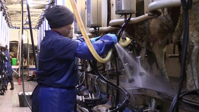 Фермерське господарство з Черкащини показало свою корову-рекордсменку Фермерське господарство з Черкащини показало свою корову-рекордсменку