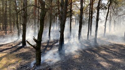 На Миколаївщині горів Балабанівський ліс На Миколаївщині горів Балабанівський ліс