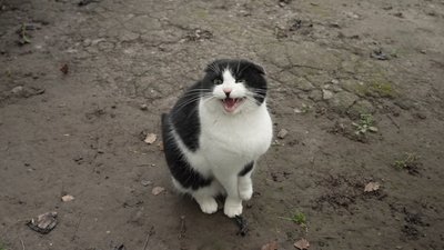 кіт,сказ