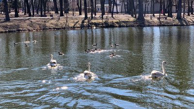 В Івано-Франківський парк після зимівлі повернулися лебеді та гуси В Івано-Франківський парк після зимівлі повернулися лебеді та гуси