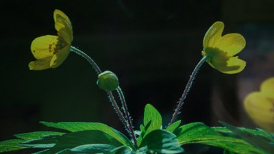 "Апофеоз зелені, квітів, сонця, свіжості, надії". У Кропивницькому відкрили виставку світлин до Дня довкілля "Апофеоз зелені, квітів, сонця, свіжості, надії". У Кропивницькому відкрили виставку світлин до Дня довкілля