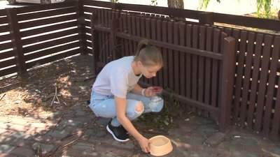 Волонтери закликають черкащан подбати про воду для безпритульних тварин