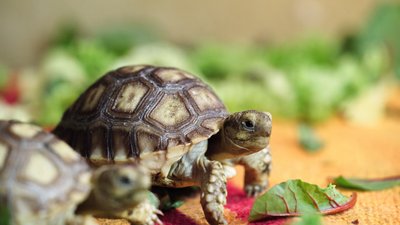У харківському екопарку народилося 14 шпороносних черепах У харківському екопарку народилося 14 шпороносних черепах