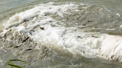 Зариблення Дунаю на Одещині: у річку випустили понад 2,5 тисячі осетрових