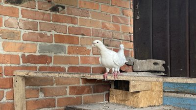 Козача Лопань Козача Лопань