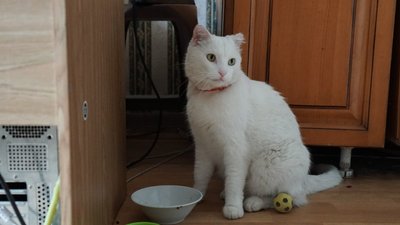 Кіт Коттон у Сумах