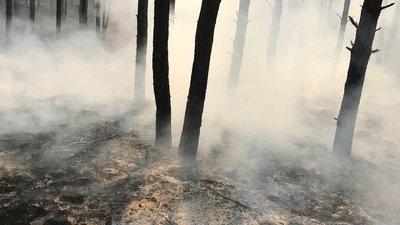 До гасіння лісових пожеж на Херсонщині долучаються місцеві жителі До гасіння лісових пожеж на Херсонщині долучаються місцеві жителі
