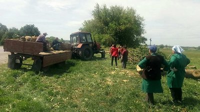 Заготовляють дрова на зиму: у школі на Вінниччині розчистили територію від тополь Заготовляють дрова на зиму: у школі на Вінниччині розчистили територію від тополь