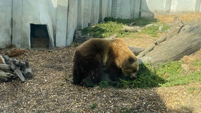 ведмеді у Черкасах ведмеді у Черкасах