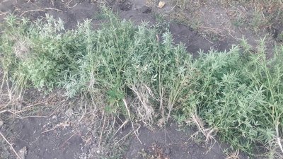 Миколаївські поліцейські на городі виявили 283 кущі коноплі
