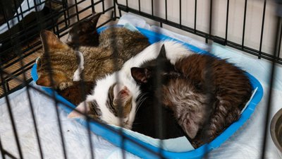 В Одесі медики розповіли про стан кошенят, яких морили голодом В Одесі медики розповіли про стан кошенят, яких морили голодом