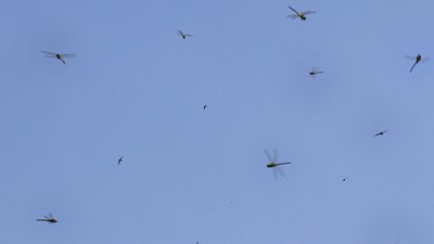Херсон, погода, природа, літо, комахи, бабки