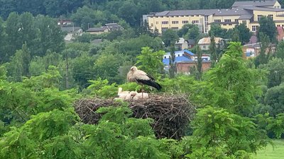Лелеки у гнізді Лелеки у гнізді