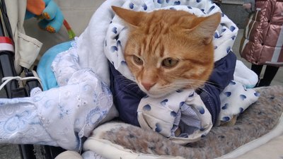 Перший соціалізований кіт в Україні: житомирський кіт Міккі потрапив до Книги рекордів Перший соціалізований кіт в Україні: житомирський кіт Міккі потрапив до Книги рекордів