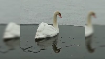 На Чернігівщині родина врятувала лебідку, яка примерзла до криги На Чернігівщині родина врятувала лебідку, яка примерзла до криги