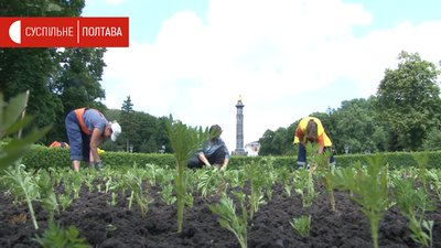 У Полтаві висадили 80 тисяч квітів