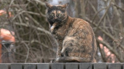 В Умані зафіксували сказ