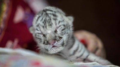Новонароджена тигриця Новонароджена тигриця
