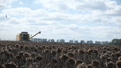Уже намолотили 141 тонну: у громаді на Вінниччині збирають урожай соняшнику Уже намолотили 141 тонну: у громаді на Вінниччині збирають урожай соняшнику