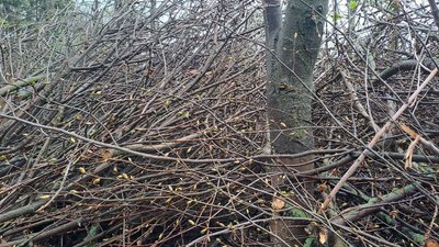 "Дерева не зможуть відновитися" – дендролог про 14 дерев, які обрізали на території районної лікарні в Кропивницькому "Дерева не зможуть відновитися" – дендролог про 14 дерев, які обрізали на території районної лікарні в Кропивницькому