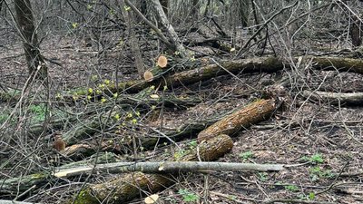 На Дніпропетровщині повідомили про підозру у незаконній порубці лісу шістьом чоловікам На Дніпропетровщині повідомили про підозру у незаконній порубці лісу шістьом чоловікам