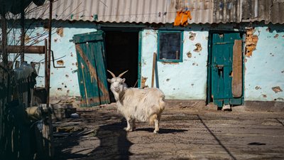 Живуть у корівниках та розбитих будинках: у Князівку на Херсонщині повернулися люди Живуть у корівниках та розбитих будинках: у Князівку на Херсонщині повернулися люди