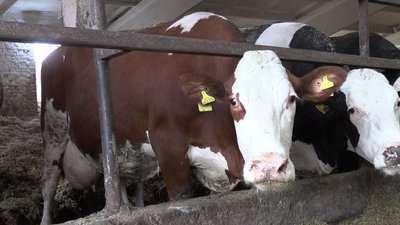 Фермерське господарство з Черкащини показало свою корову-рекордсменку Кісу Фермерське господарство з Черкащини показало свою корову-рекордсменку Кісу