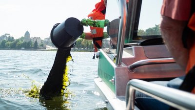 У став виливають пасту хлорели