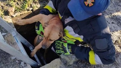 Впав до двометрового льоху. У Дніпрі врятували собаку