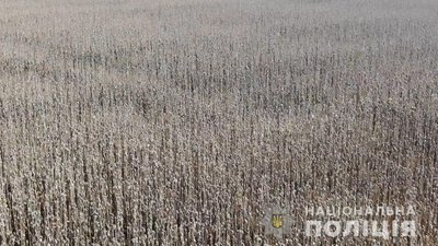 На Полтавщині судитимуть підприємця, який на близько 300 гектарах поля засіяв мак На Полтавщині судитимуть підприємця, який на близько 300 гектарах поля засіяв мак